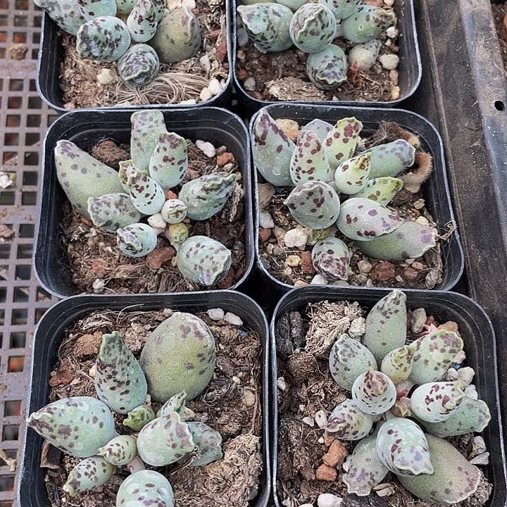 海豹3.8带盆土发