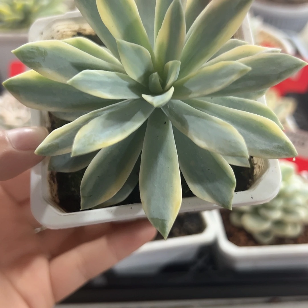 52号太阳神锦多肉植物