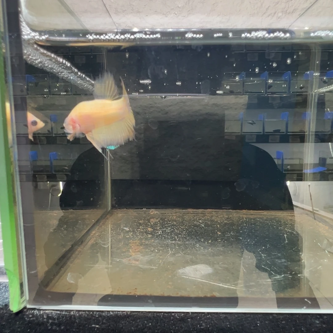 斗鱼阿浩泰斗10日122