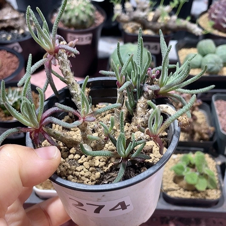 274天赐块根植物，