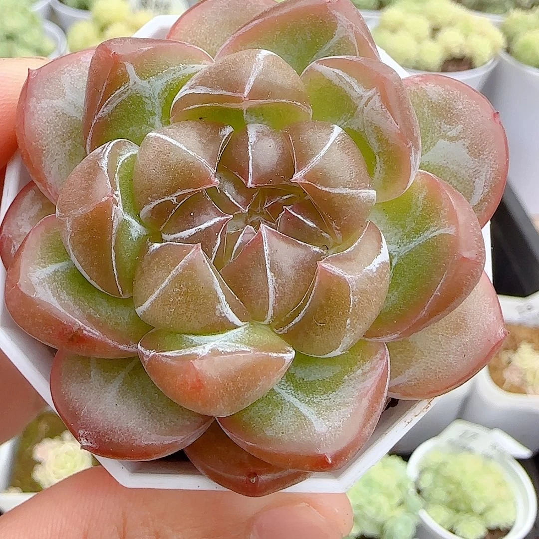 【闪购商品】1014-20钻石纹珍妮