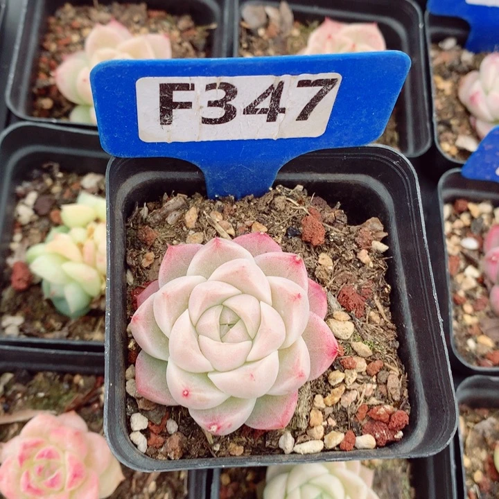 福利多肉植物5cm