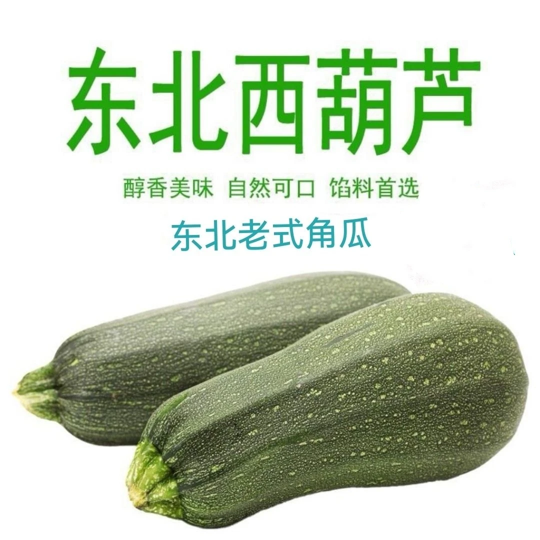 东北角瓜当季老式角瓜西葫芦现摘现发