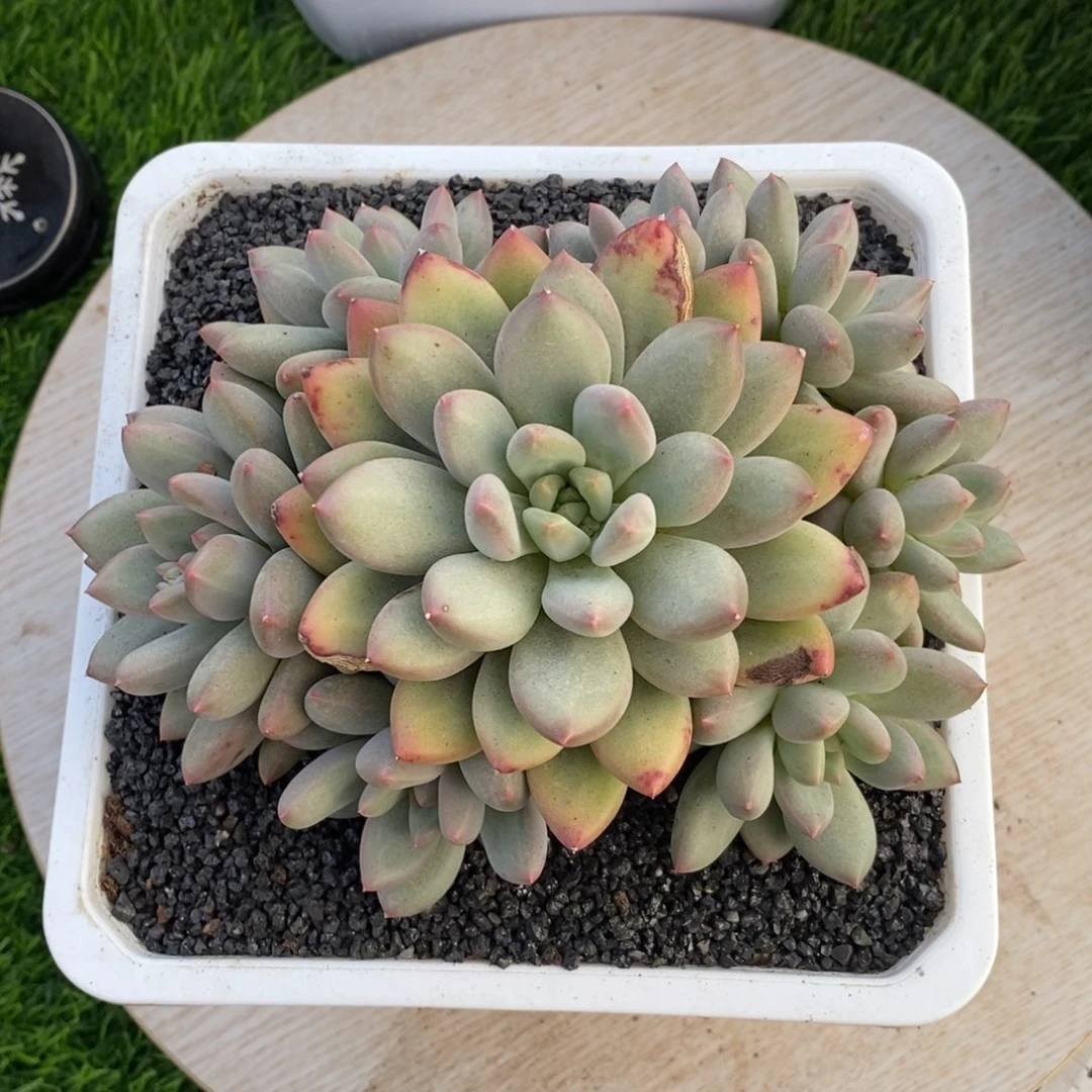 综合链接手捧薪水