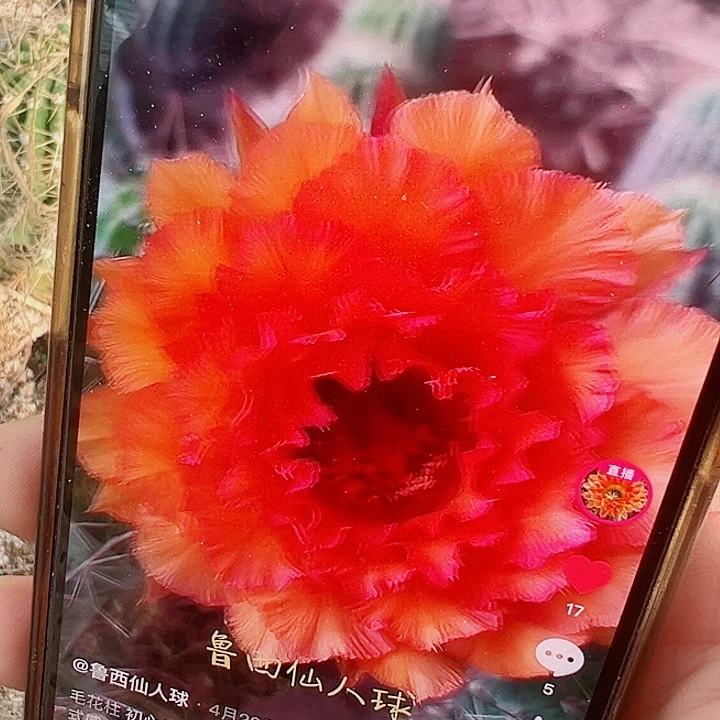 毛花柱 芳心  有根瑕疵 15厘米