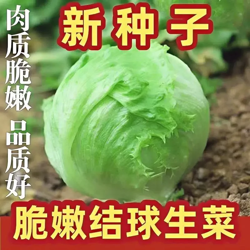 【全店5包包邮】结球生菜种子