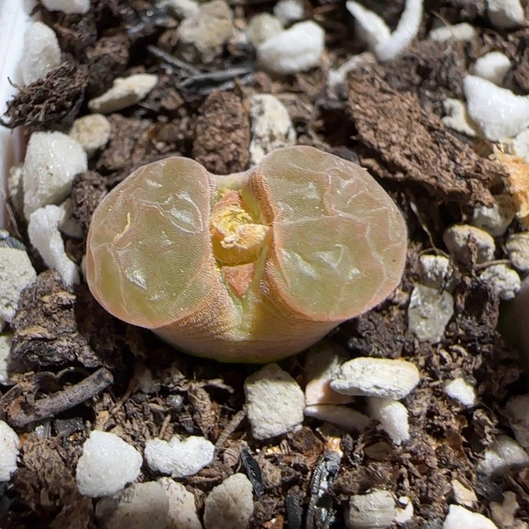 肉锥多肉植物组合-磁铁1484