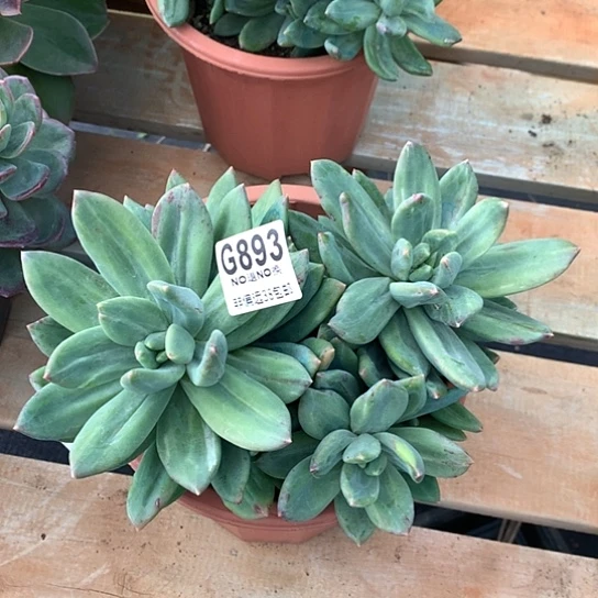 海洋之歌石化锦893 全场亏本处理默认微瑕7-8天发货