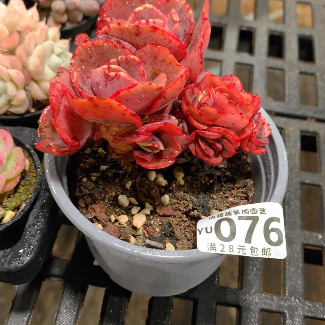 肉萌萌拇指盆精控多肉YU076