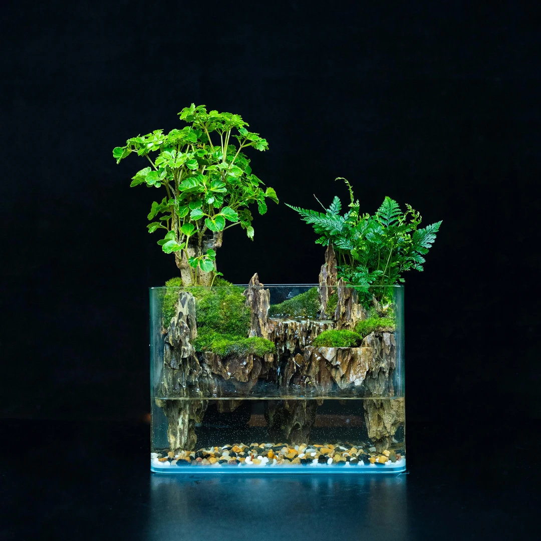 福禄桐方流水景观绿植造景创意景观组合鱼缸可养鱼