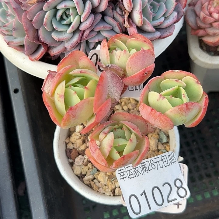 幸运的是我还没遇到过