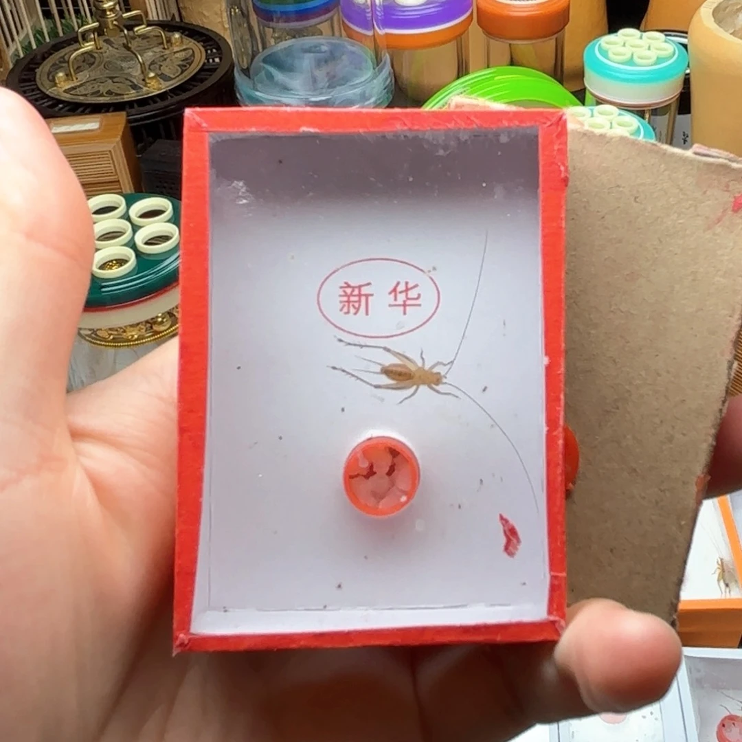 五十五两条大黄蛉