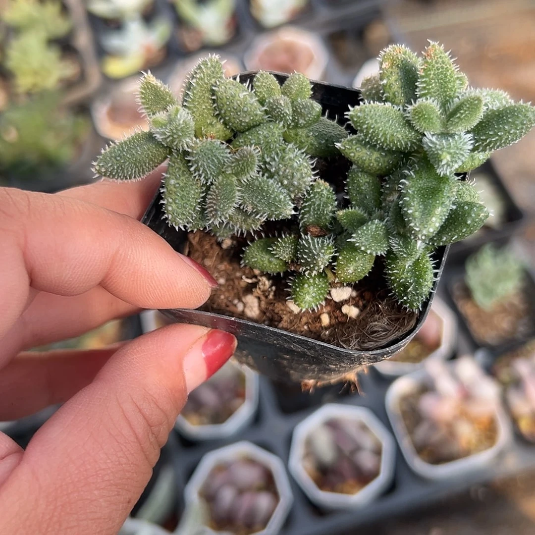 多肉植物雷同开花