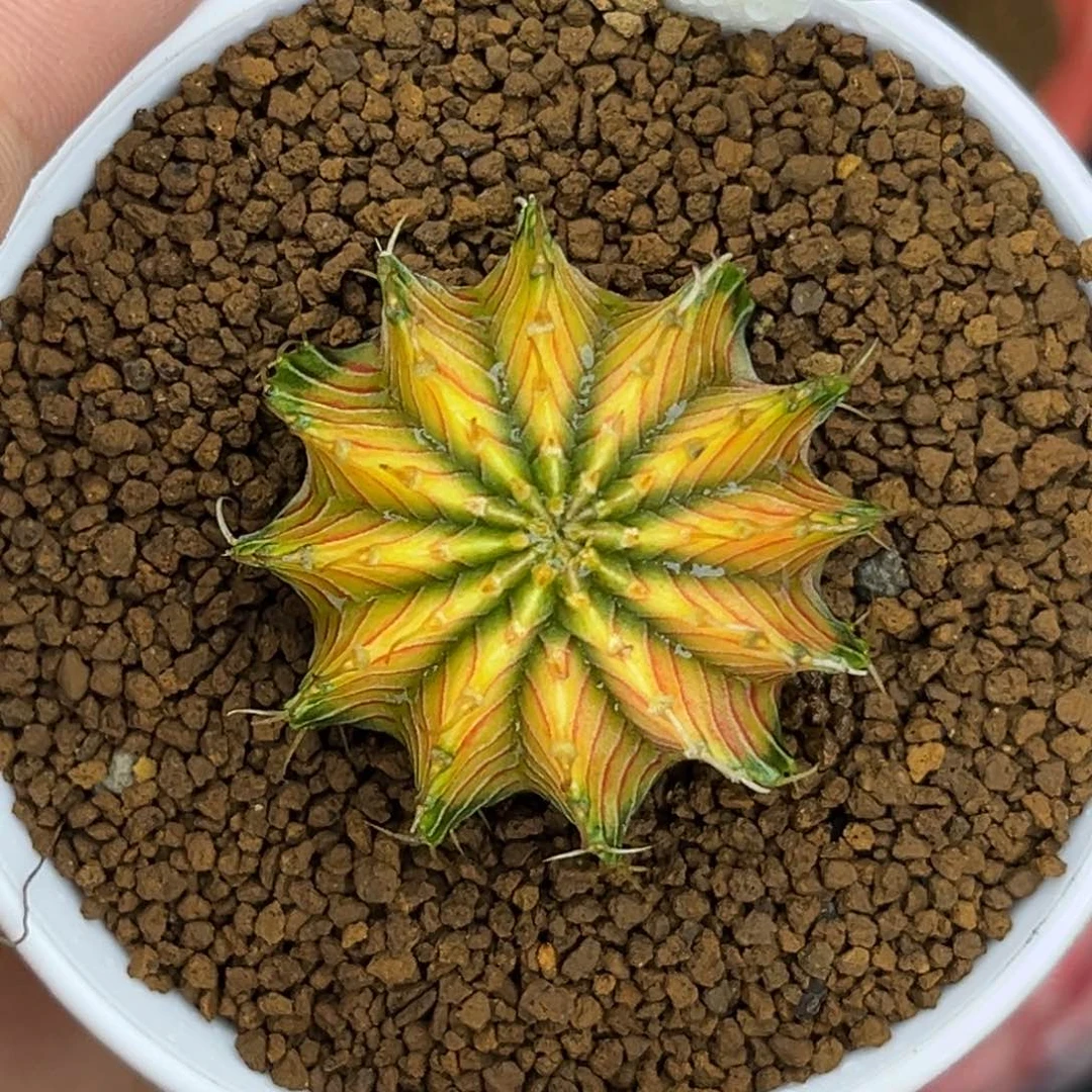 1008 泰系烟花肋骨 实生 带盆土