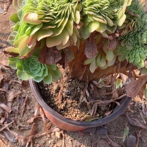 万圣夜缀法师多肉植物720