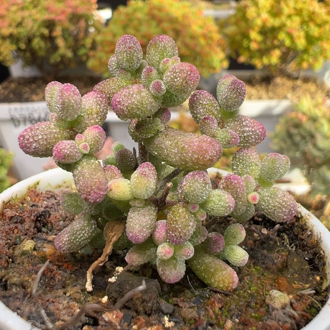 *****D7908白虎斑锦枝干