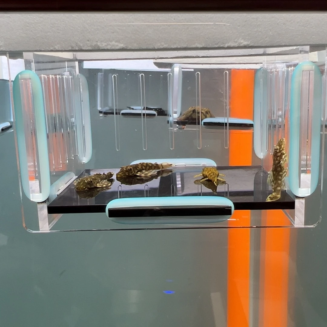 清道夫录完整开箱视频、入缸不包损3