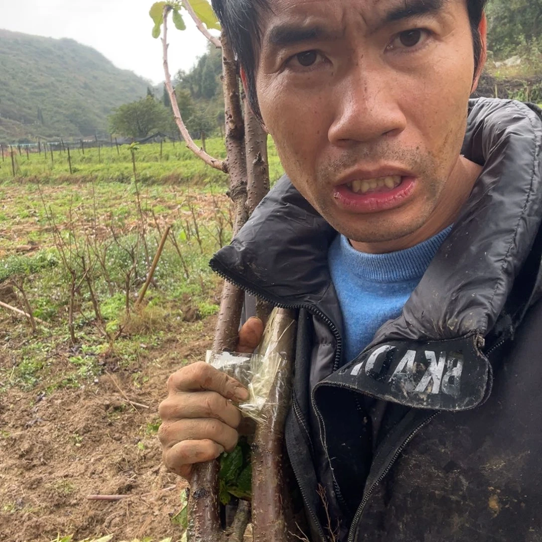 当前无花栽培后可以开花25不包活