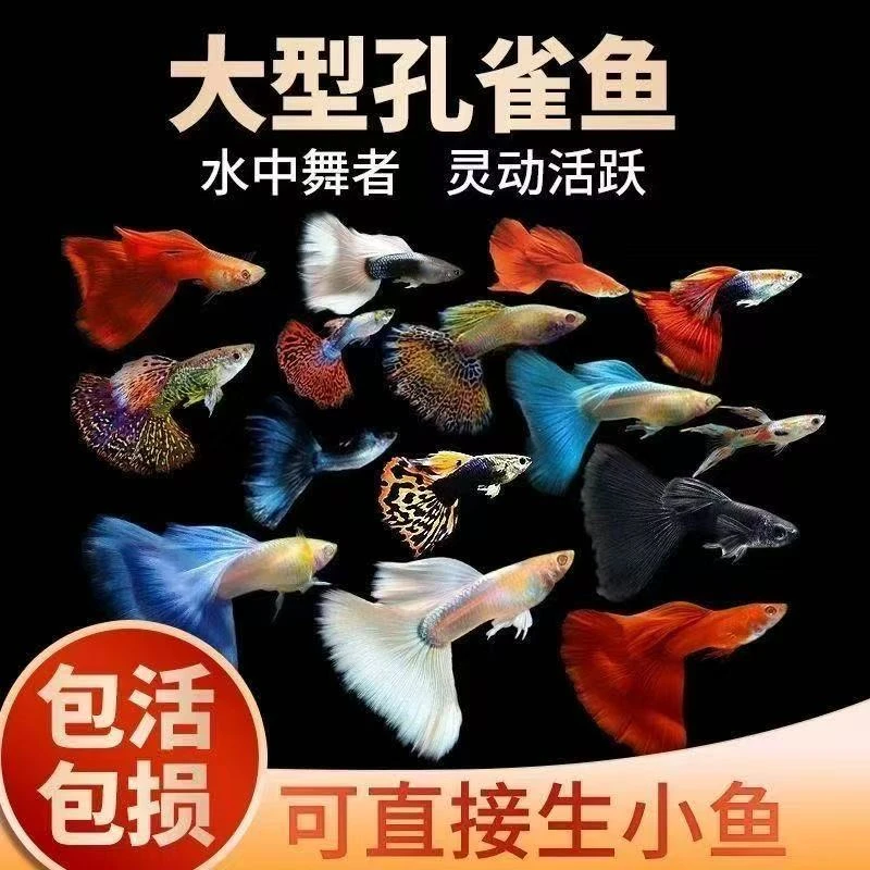 【繁殖组】3-6cm大型孔雀鱼 可繁衍  天空蓝鸿运当头