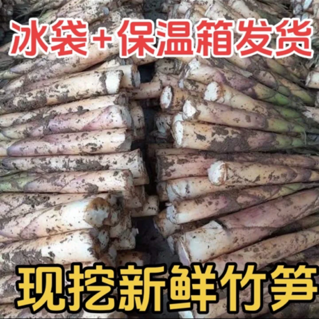 新鲜现挖越南小苦竹笋自然野生带壳竹笋小雷笋春笋黄泥鞭笋小苦笋