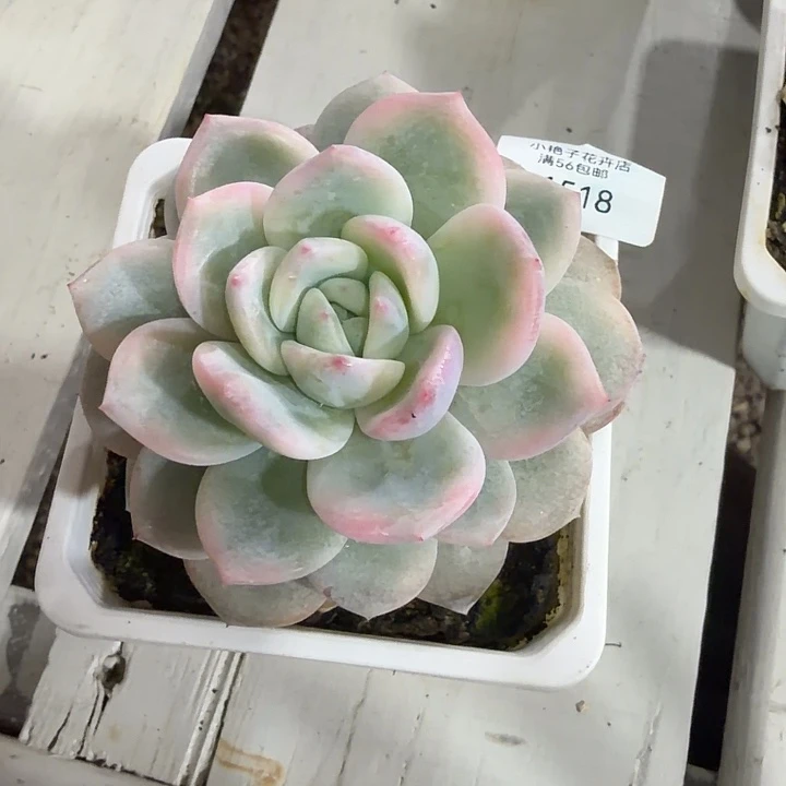 1518梦露锦38包邮