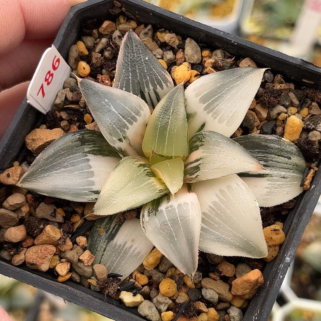 786裹克锦一物一图