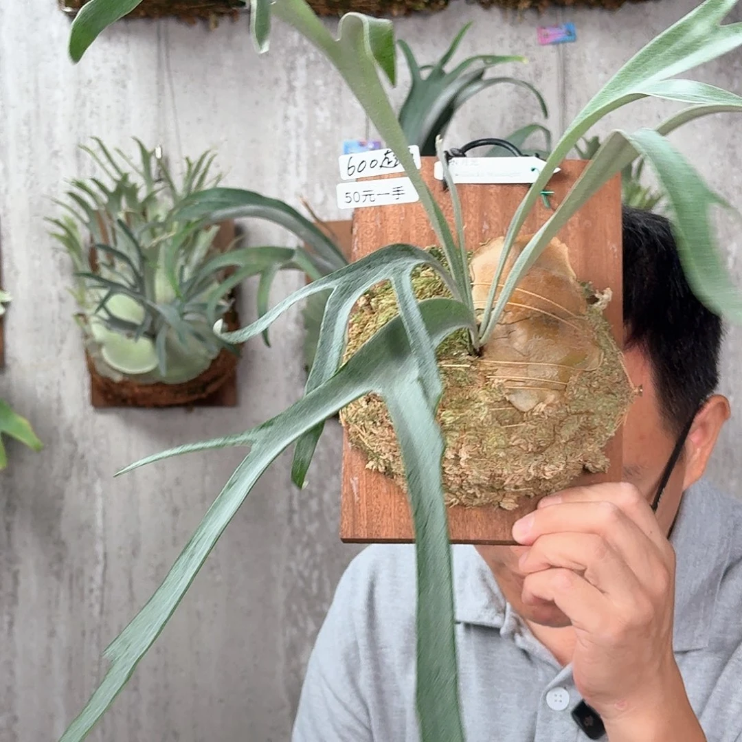 完全开放pn月光成株