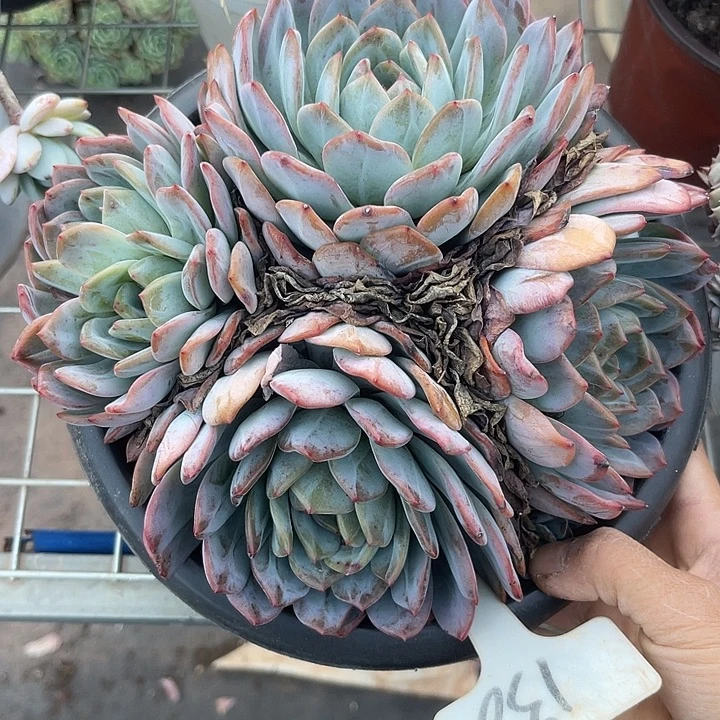 两单包邮，一物一拍，138全明星