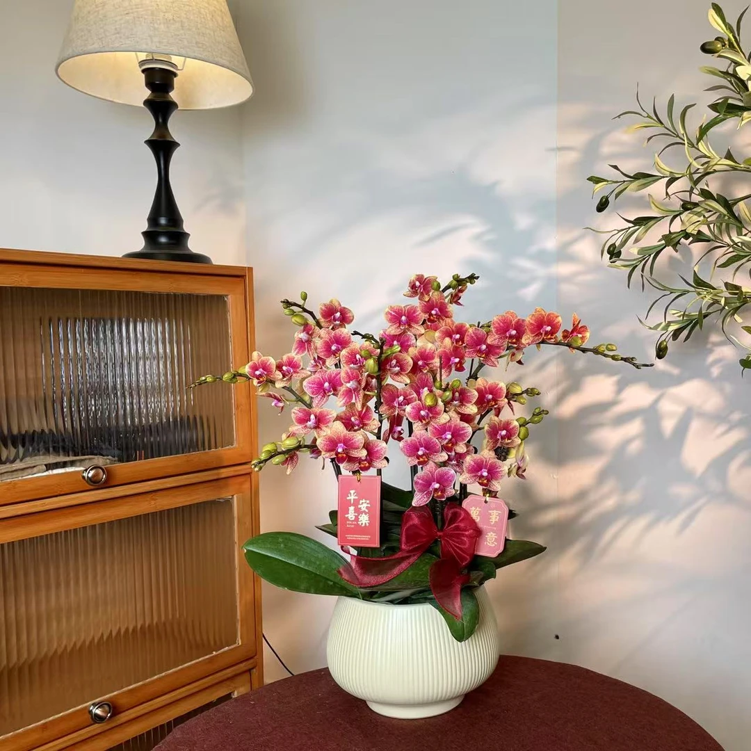 【金蝶-蝴蝶兰】 鲜花中式 禅意 轻奢送礼装饰室内绿植