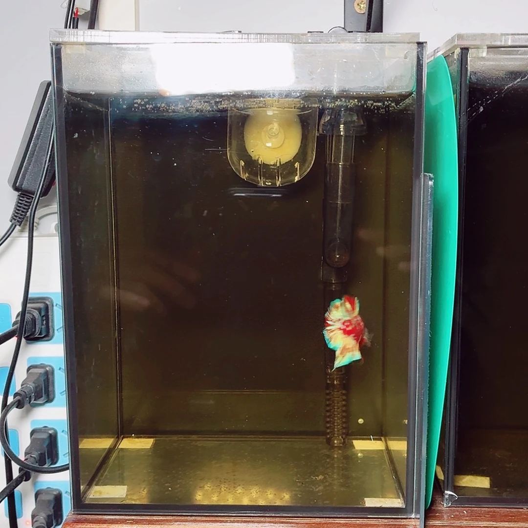 斗鱼巴塞隆将军公鱼