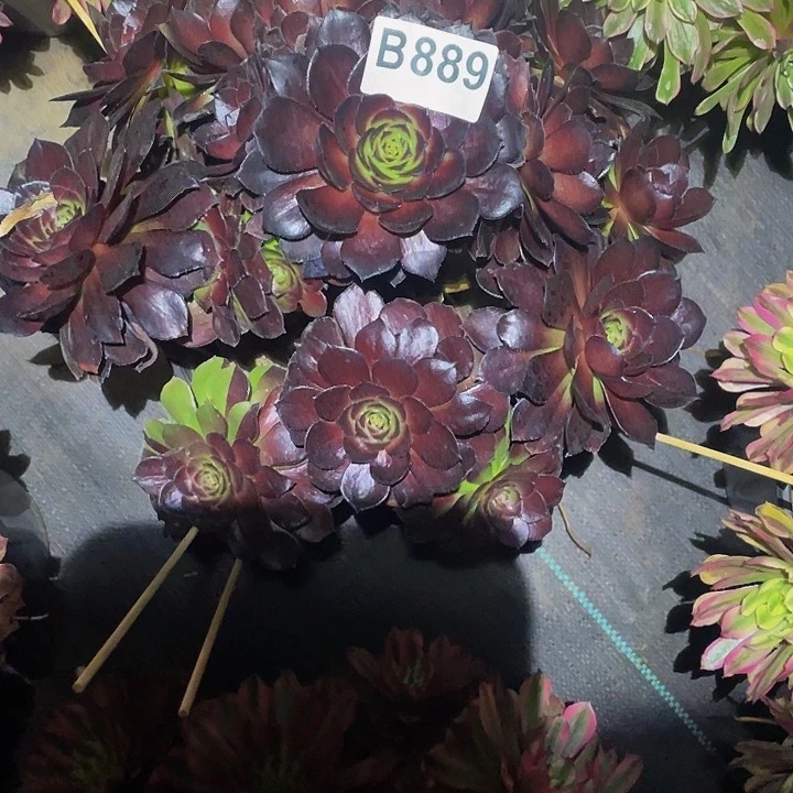 多肉法师889号黑寡妇发货不包损