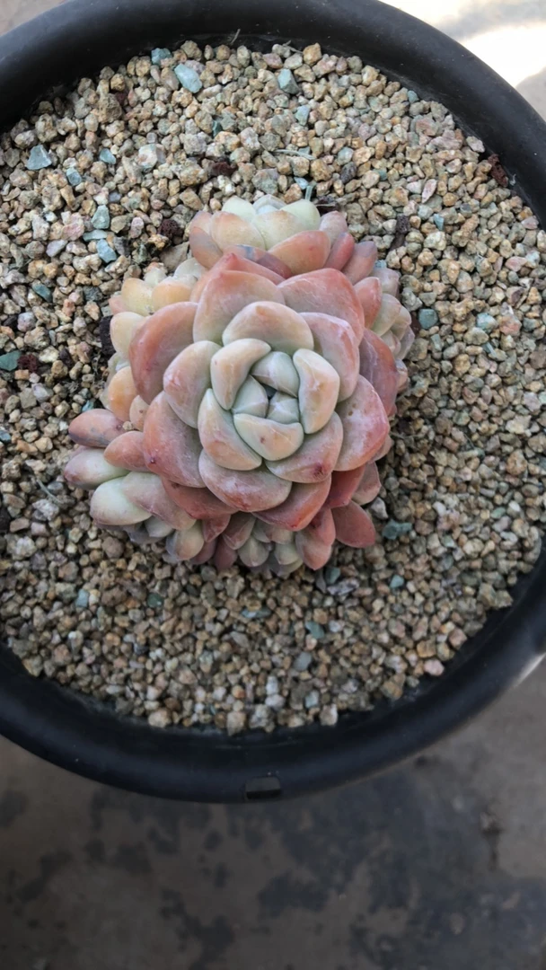 2922专拍冰玉多肉植物