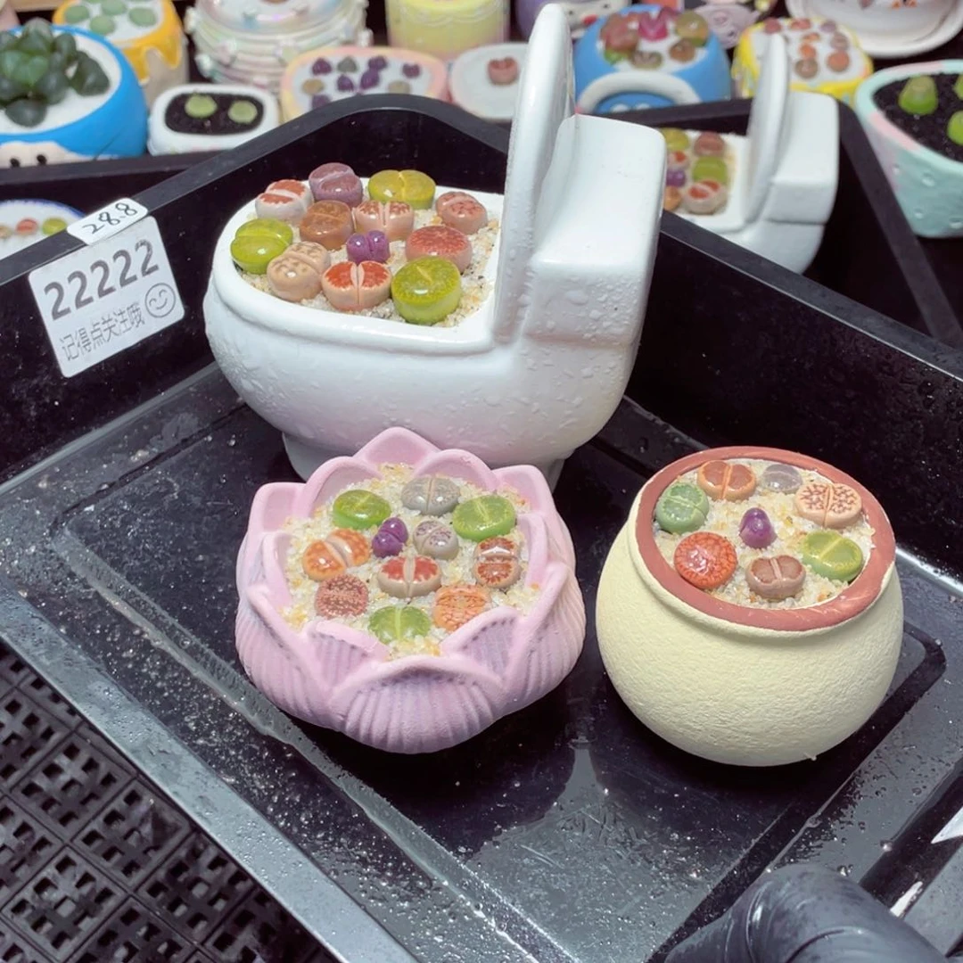 w22222-一份三盆量拍