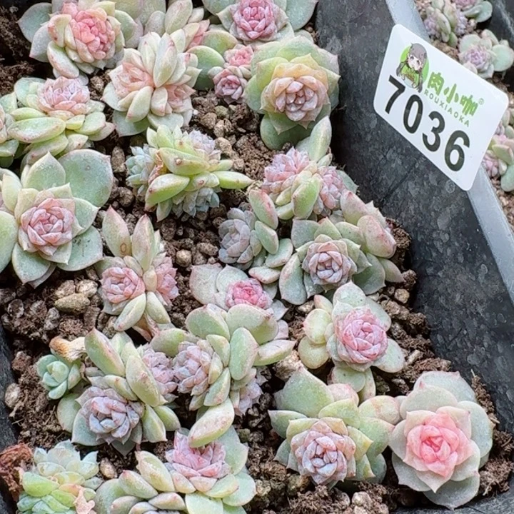 ?****浠多肉植物多肉植物