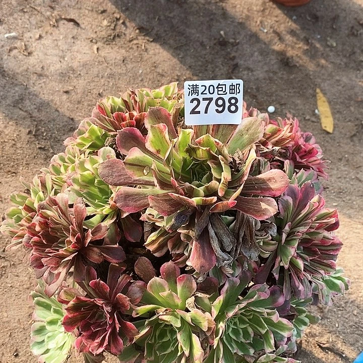 2798 一颗同花顺法师