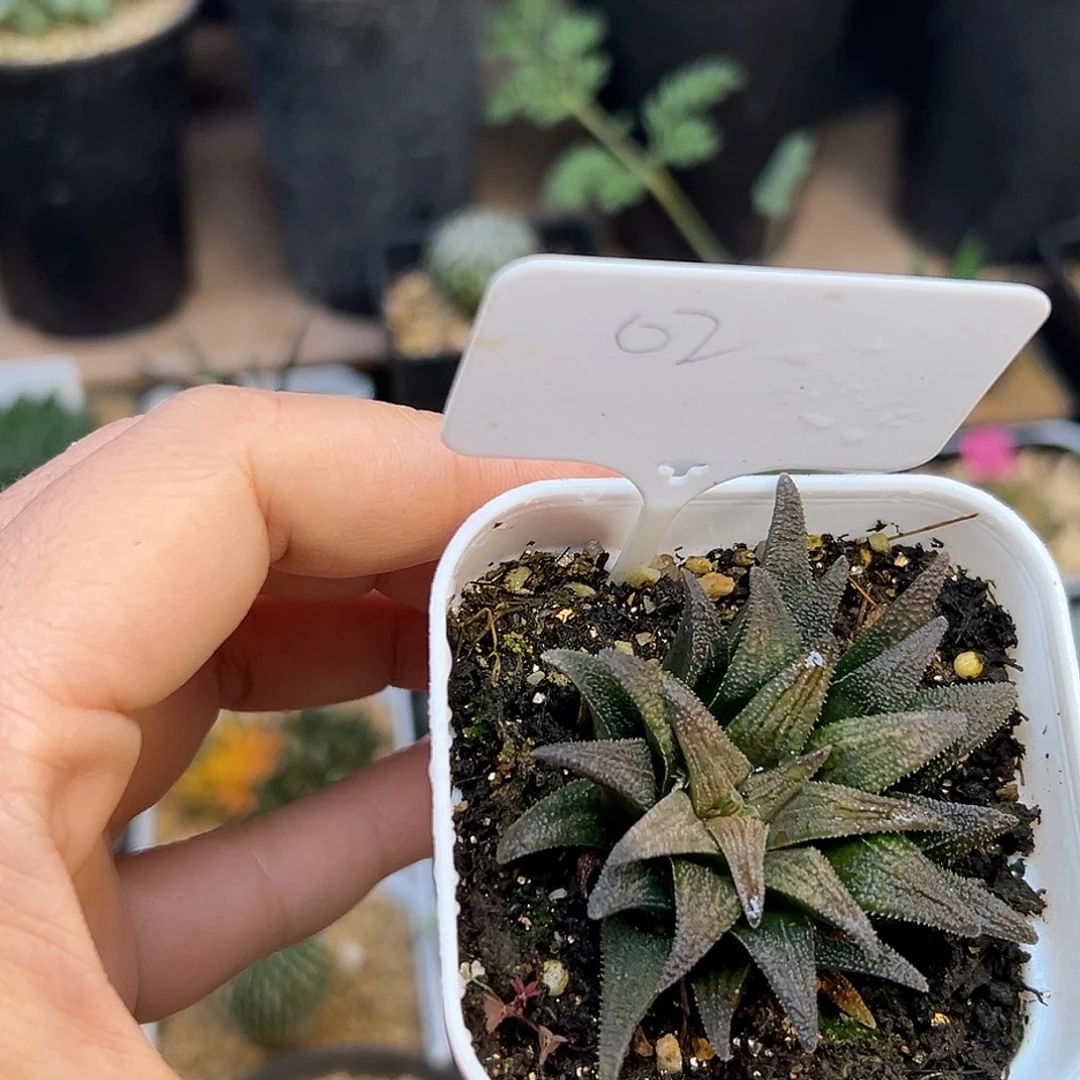 大型群蛟一颗一颗