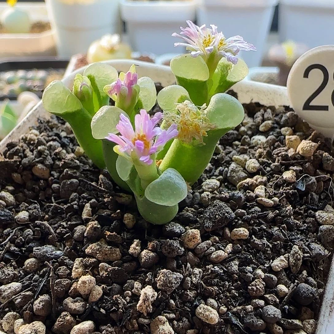 SB806五头优选母本株