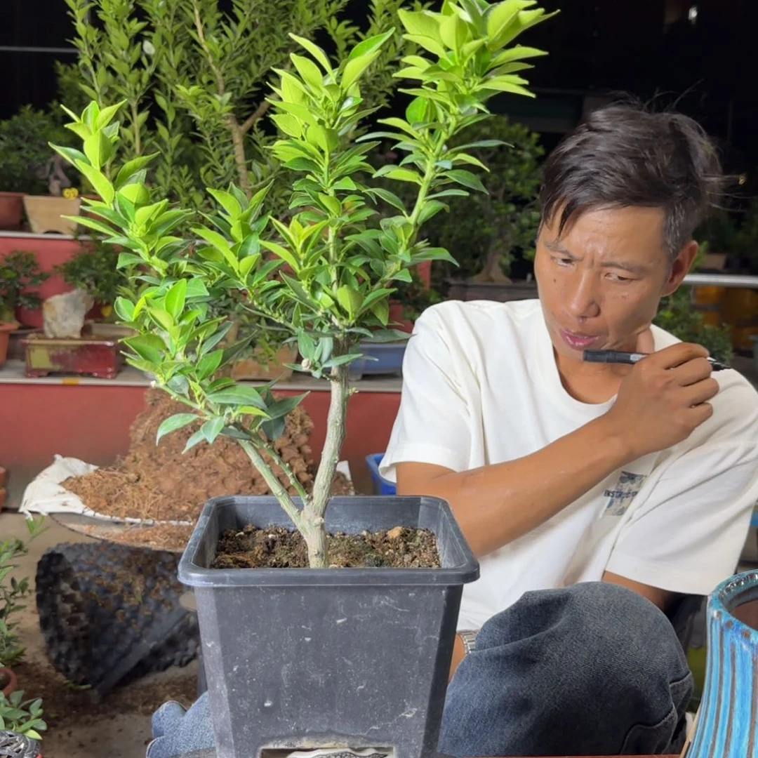 当前无花朵，栽培后可花朵M***u
