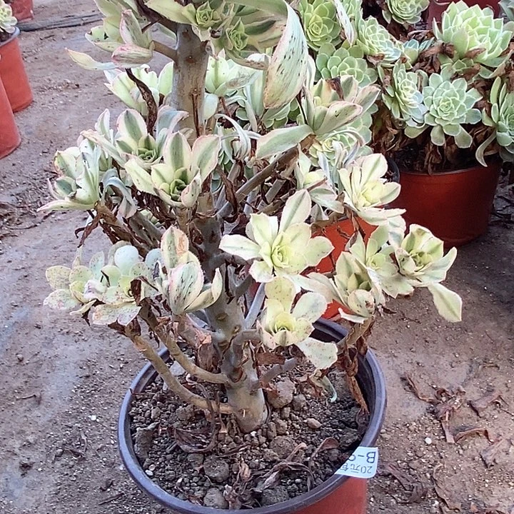 22保时捷多肉植物法师