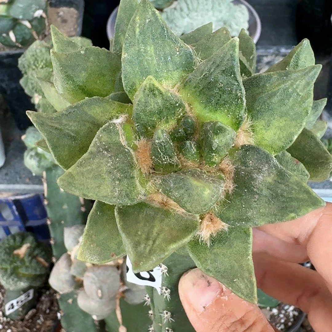 【闪购商品】无花朵胡**~龙角怒258