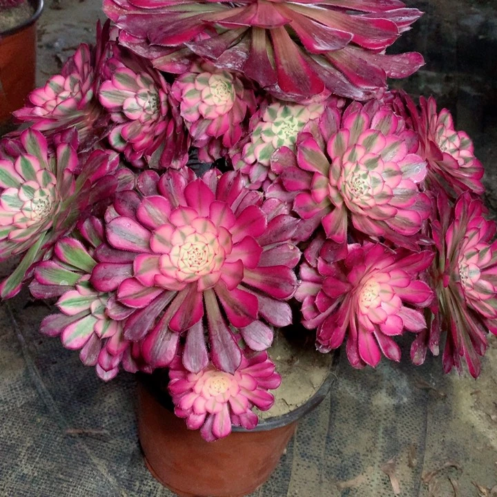 2026红铜白多肉一物一拍