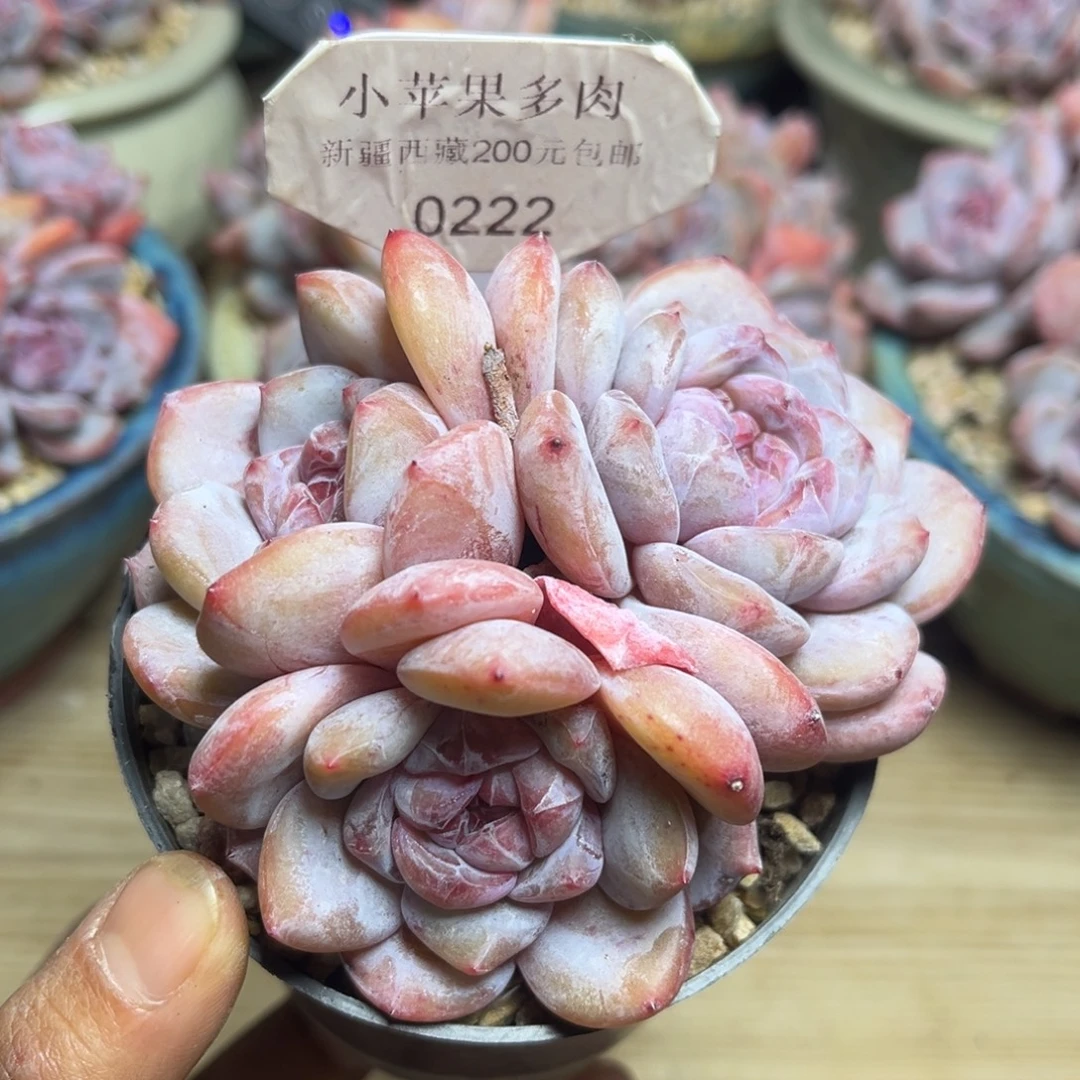 绿底紫心222/9cm3头