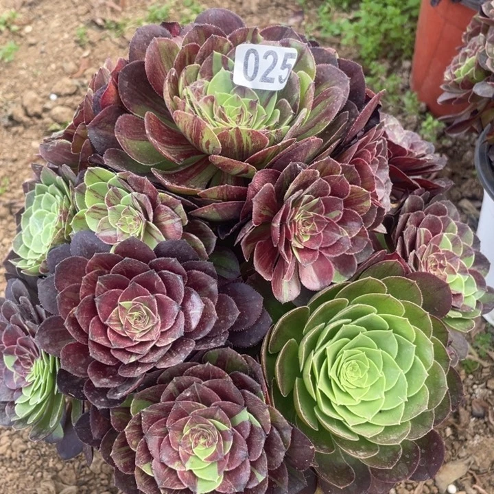 025多肉植物花月夜