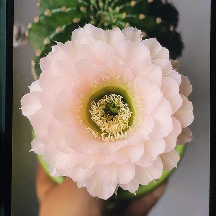 嘟嘟宝8号仙人球侧芽，尺寸以直播间看到的为准！