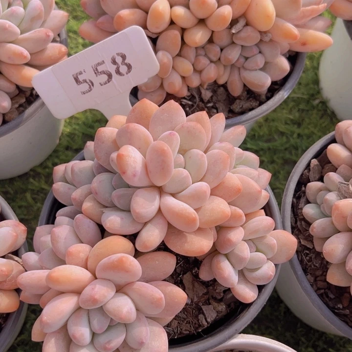 健健康康平平安安