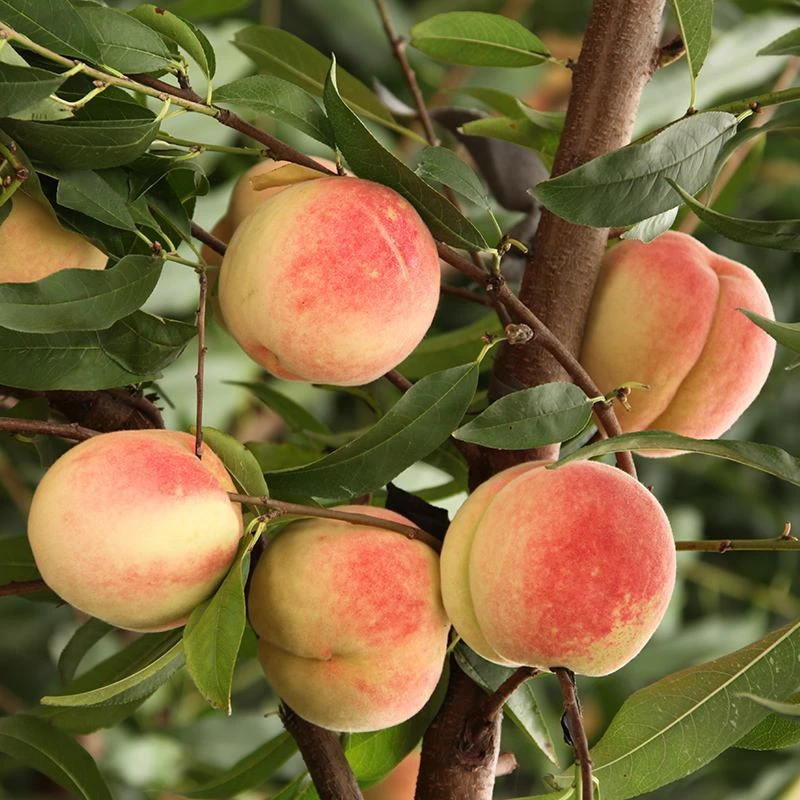 【空运成都脆桃】新鲜水蜜桃冬桃斤水果应季超甜脆桃大毛桃雪桃当季