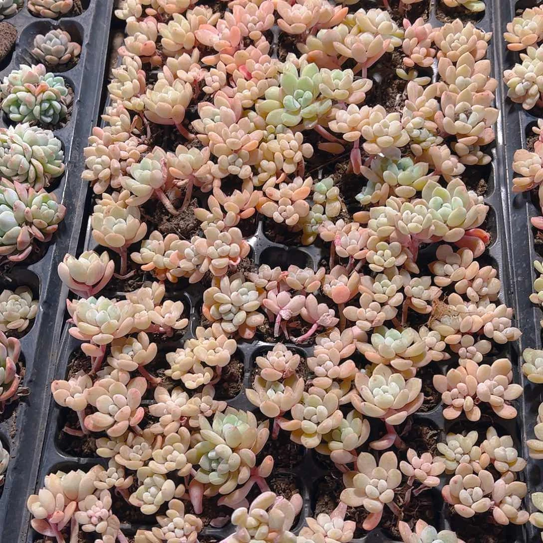 直播福利一物一拍146