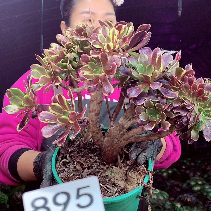 柒柒精品多肉脱土发货不包断侧枝895