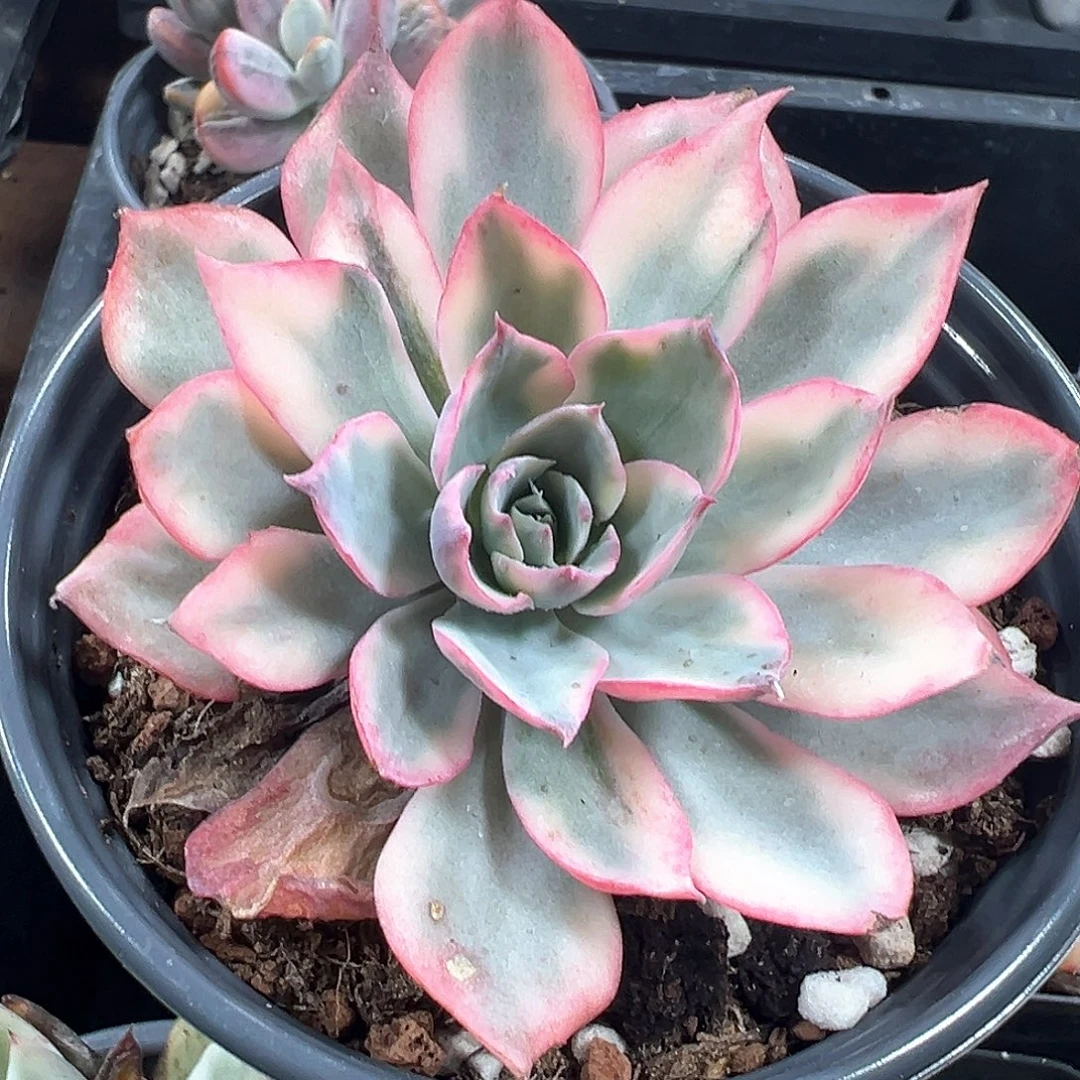 阿美星锦 小方花圃一单包邮