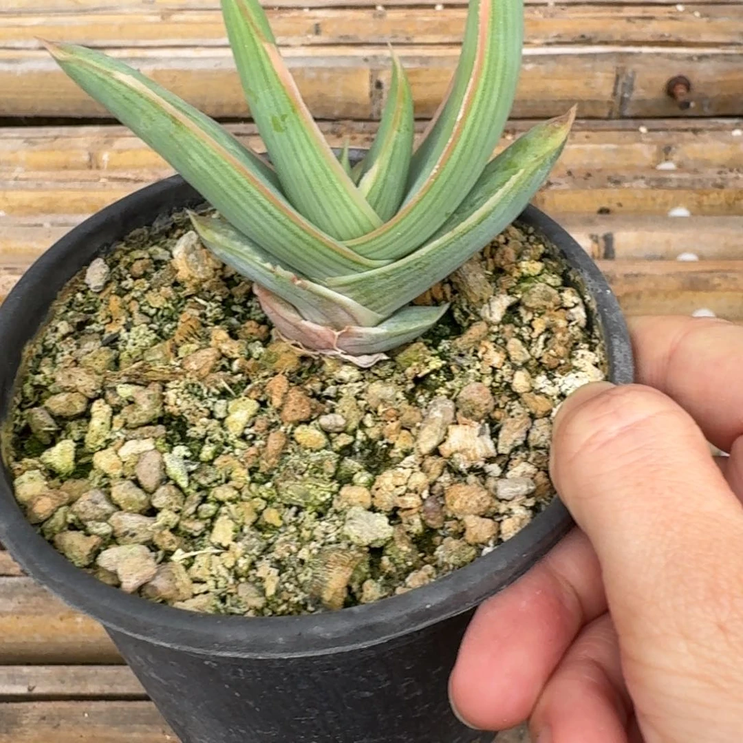 银芳锦芦荟一物一拍多肉